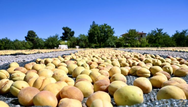 Malatya’da kayısı hasat şenliği düzenlendi