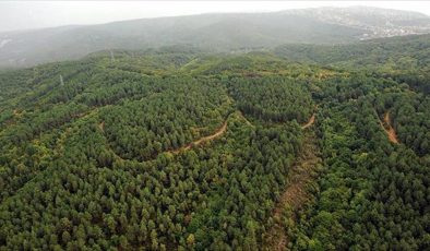 İklim krizi yangın rejimini değiştirirken orman yangınları ısınmayı artırıyor