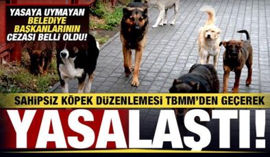 Sahipsiz köpek düzenlemesi TBMM’den geçerek yasalaştı! Belediye Başkanlarına ceza!