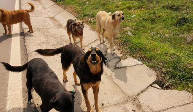 Sokak köpekleri uyutulacak mı, ötenazi ne demek? Sokak hayvanları yasası son durum