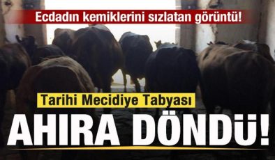 Tarihi Mecidiye Tabyası ahıra döndü! Ecdadın kemiklerini sızlatan görüntü!